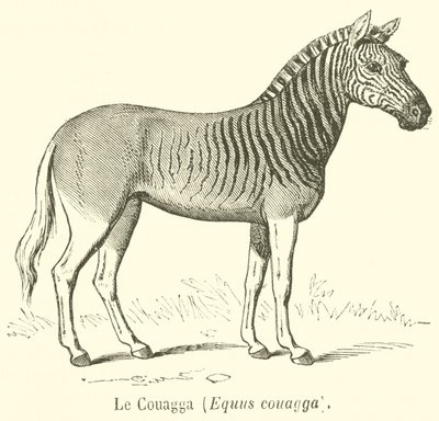 クワガタ（Equus couagga）（彫刻 作： French School