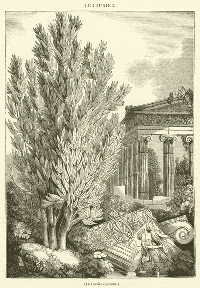 月桂樹（彫刻） 作： French School