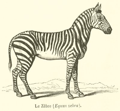 Le Zebre, Equus zebra (Equus zebra) (彫刻) 作： French School