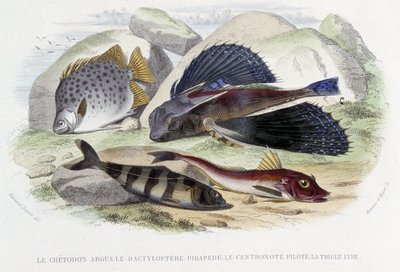Le chétodon argus, le tyloptera pirapéde, la centronote pilote, la trigle lyre - Lacépède, ed. Furne, Parisの「Histoire Naturelle」の中で。 作： French School
