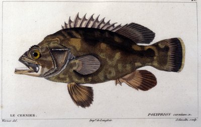 キュビエの "Histoire naturelle des poissons "からのグループ、ヴァランシエンヌ、パリ 作： French School
