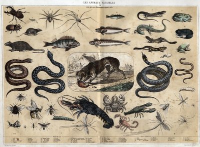 Les animaux nuisibles. ジュール・デルブリュックによる共観的な絵画、1860年の "les Recreations instructives "のエングレーヴィング。個人蔵。 作： French School