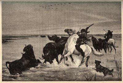 Les oxes (bovine breed) de la camargue d