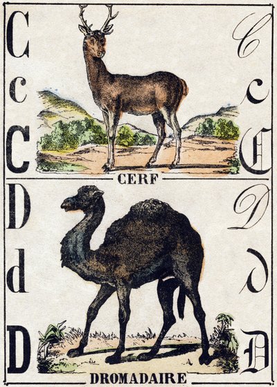 文字 C 鹿、D ドロメダリー。Alphabet des animaux sauvages "に掲載されている彫刻。第9部。エピナルのイメージ、ペラン、印刷・出版業者、1870年頃。木にステンシルで描かれた版画。16ページ。16ページ。厚さ20×15cm。個人蔵 作： French School