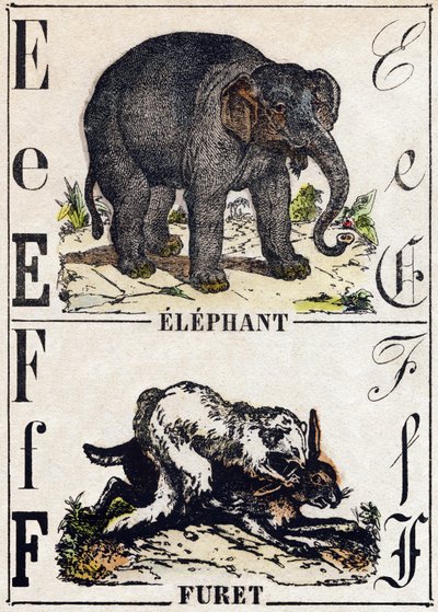 文字 E ゾウ、F フェレット。Alphabet des animaux sauvages "に掲載されている版画。9番目のシリーズ。エピナルのイメージ、ペラン、印刷・出版業者、1870年頃。木にステンシルで描かれた版画。16ページ。20×15cm。個人蔵 作： French School