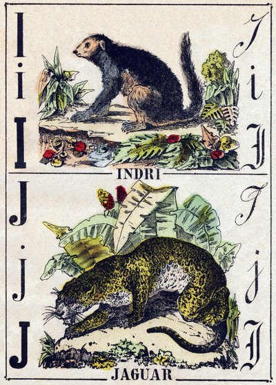 文字 I Indri（Lemurien）、J Jaguar（Jaguar）。Alphabet des animaux sauvages "の刻印。第9部。エピナルのイメージ、ペラン、印刷出版社、1870年頃。木にステンシルで描かれた版画。16ページ。20×15cm。個人蔵 作： French School