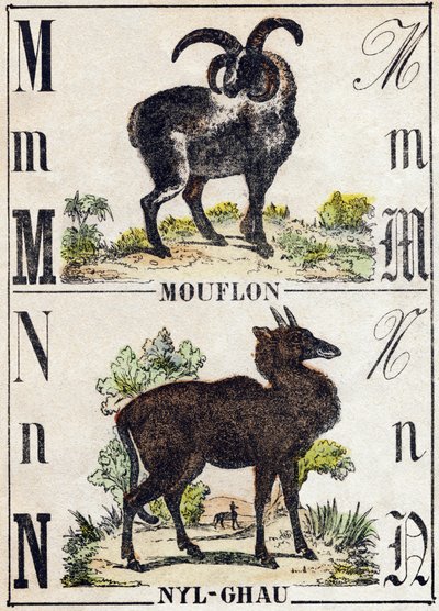 文字 M Mouflon; N Nyl-ghau（ニルガウ）。Alphabet des animaux sauvages "の刻印。9番目のセリー。エピナルのイメージ、ペレラン、印刷出版社、1870年頃。木にステンシルで描かれた版画。16ページ。20×15cm。個人蔵 作： French School