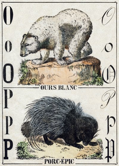 文字 O 熊、P 豚の叙事詩。Alphabet des animaux sauvages "に掲載されている版画です。9th Serie.エピナルのイメージ、ペラン、印刷・出版業者、1870年頃。木にステンシルで描かれた版画。16ページ。16ページ。厚さ20×15cm。個人蔵 作： French School