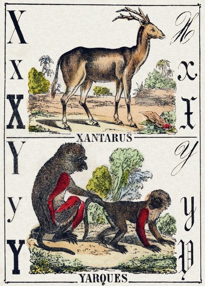 文字 X Xantarus; Y Yarques.Alphabet des animaux sauvages "に掲載されている版画。第9部。エピナルのイメージ、ペラン、印刷・出版業者、1870年頃。木にステンシルで描かれた版画。16ページ。20×15cm。個人蔵 作： French School