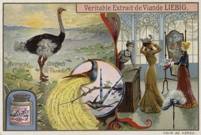 鳥の画像が描かれたLiebigカード 作： French School
