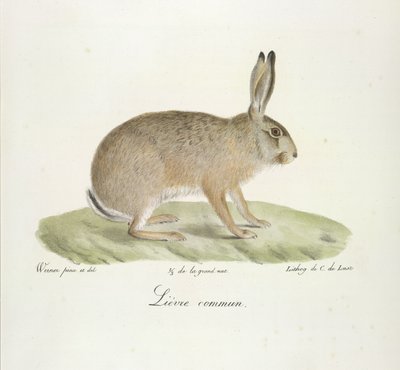 コモン ノウサギ、コモン ノウサギ、哺乳類の自然史から (カラー リソ) 作： French School