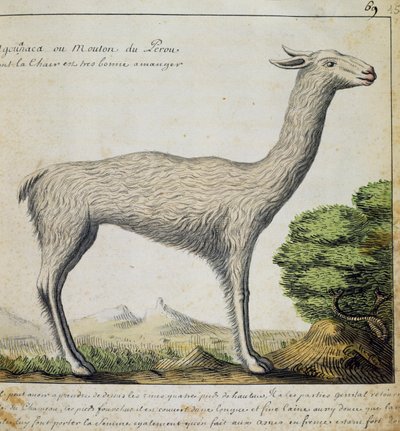 ペルーのラマ、1698年から1701年までフランスのCompagnie royale de la Mer du Sudの船長であったJacques Gouin de Beauchesne（1652-1730）の航海日誌の水彩画。 作： French School
