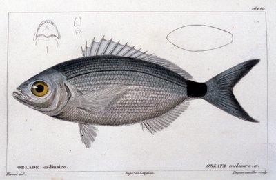キュヴィエの「Histoire naturelle des poissons」の後の通常のオブラート、ヴァランシエンヌ、パリ 作： French School