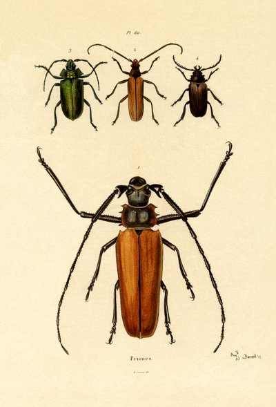 長い角のカブトムシ、1833-39 作： French School
