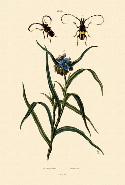 Longhorn Beetles、1833-39 作： French School