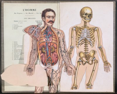 Lelievre博士によるAnatomie Elementaireの人、彼の臓器、彼の筋肉と彼の骨格 作： French School
