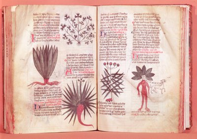 Mandrake、Dioscoridesによる条約（AD 40-c.90） 作： French School