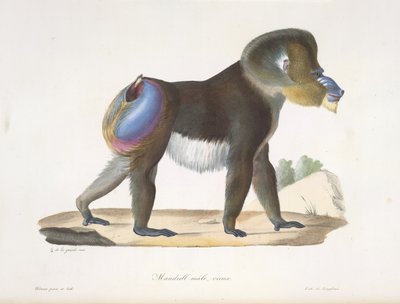 マンドリル、オス、老齢。 哺乳類の自然史からの古いマンドリルヒヒ（カラーリソ） 作： French School