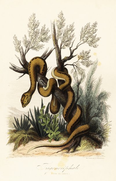マルティニークのマムシ、Bothrops lanceolatus 作： French School