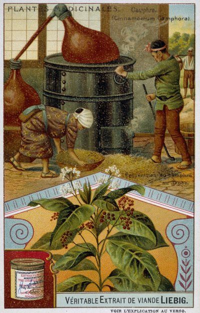 薬用植物：樟脳、日本での樟脳の調合 - Chromo Liébig, v.1900 作： French School