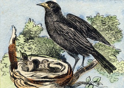 メルルBuffon Alphabet des Oiseaux n 2 "に掲載されている版画です。3rd Serie N 2.エピナルの画像化、エピナル、19世紀後半。16ページ。ディム：28x21cm 作： French School