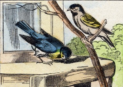 メサンジュ。Buffon Alphabet des Oiseaux n 1 "のエングレーヴィング。3rd Serie N 1. Imaging of Epinal, Epinal, late 19th century.16ページ。ディム：28x21cm 作： French School