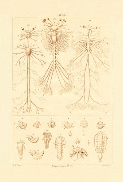 変態、1833-39 作： French School