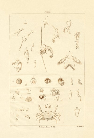 変態、1833-39 作： French School