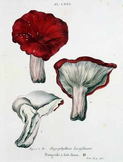 牛乳麻疹 - Jean Jacques Paulet著「Treatise des champignons」（18世紀後半）より 作： French School