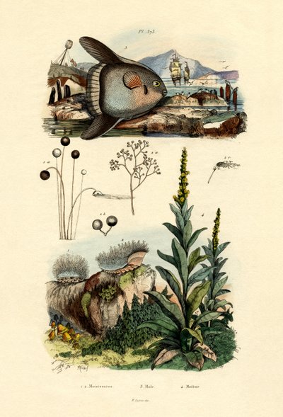 金型、1833-39 作： French School