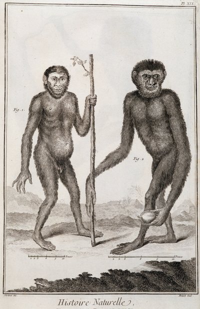 サルのJockoとGibbon 作： French School