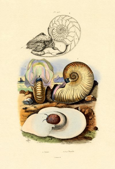 月のカタツムリ、1833-39 作： French School