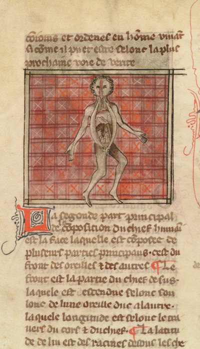Ms 2030 fol.17解剖図、La Chirurgie de Maitre Henri de Mondevilleから 作： French School