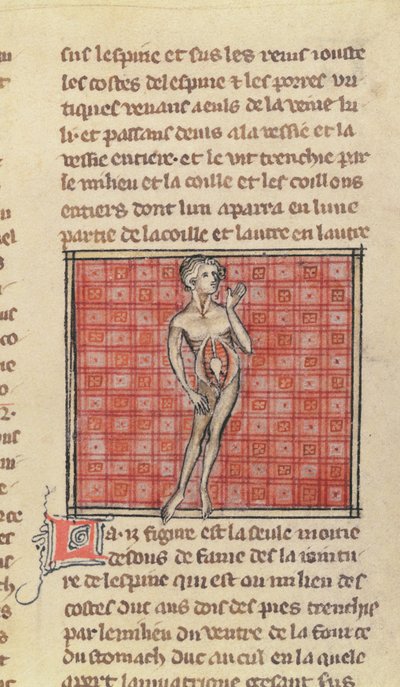 Ms 2030 fol.29解剖図、La Chirurgie de Maitre Henri de Mondevilleから 作： French School