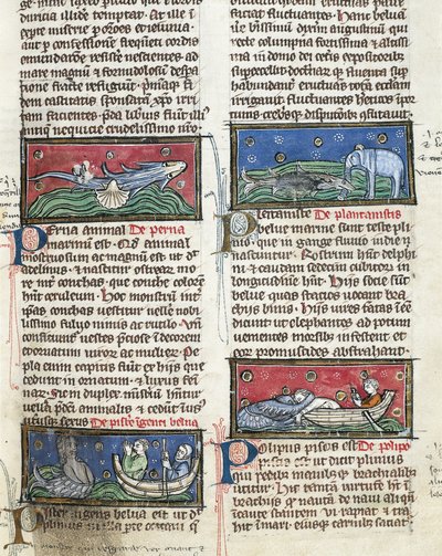 Ms 320 Fol.116 Thomas van Cantimpre (1201-72) の「De Natura rerum」から「海の魔物」（ベラム製）。 作： French School