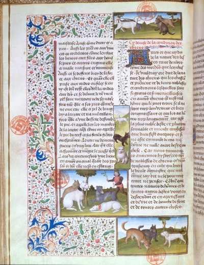 Ms 3717 Gaston Phebus de Foix (1331-91) の『Livre de la Chasse』に登場する狩猟犬（ベラム製 作： French School