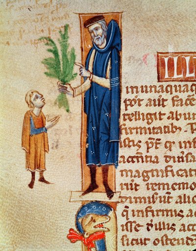 Ms 413 f.92v薬用植物、クラウディウスガレヌス作のTraite de Medecineのイラスト（c.130-c.201）、Gerard de Cremone（1114-87）訳 作： French School