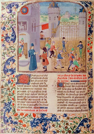 Ms 5064 fol.68vブドウ畑での作業、Livre des Prouffitz Champestres、Pietro de Crescenzi（1230-1321） 作： French School