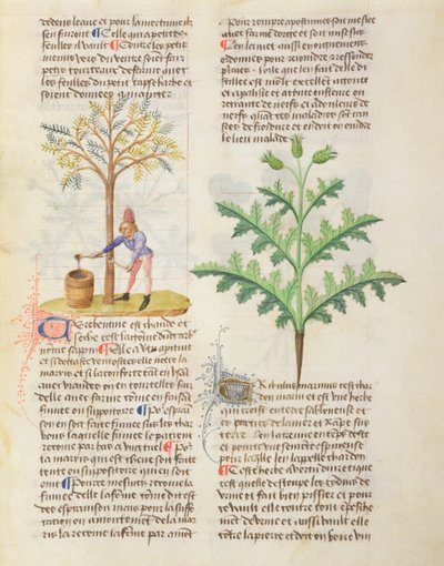 MS Dioscoridesによるさまざまなハーブ、fol.165rタッピング身もだえ 作： French School