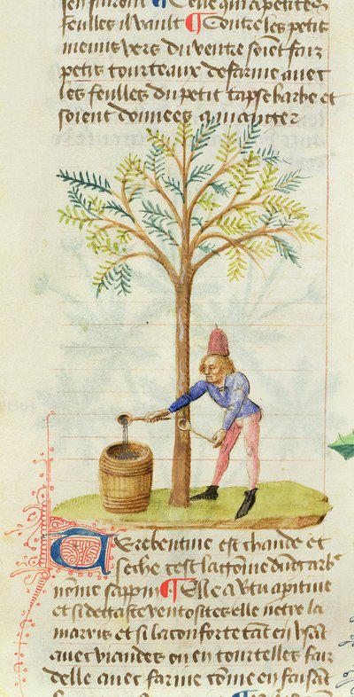 Ms Est 28 M.5.9 fol.165rペテルニウスディオスコリデスによるグランドハービエからのテレピン油の収集（西暦40〜90年頃） 作： French School