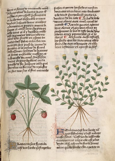 Ms Est 28 M 5.9 fol.75r Strawberry Plant、「Grand Herbier」、Pedanius Dioscorides作（紀元40〜90年頃） 作： French School
