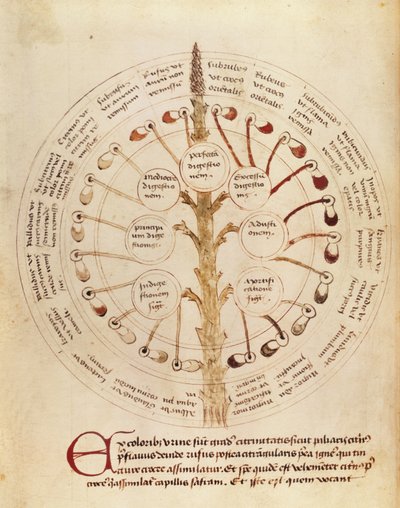 Ms Lat 11229 fol。19r尿分析用のテーブル、Petit Traite dhygiene et Medecineから 作： French School