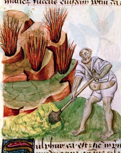 Ms Lat 993 L.9.28 f.123v Dioscorides De Herbisから硫黄を探しています 作： French School
