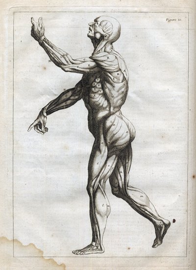 Muscles humains - - "Abstract Anatomy, accommode aux arts de peinture et sculpture, et mis en un ordre nouveau par Francois Tortebat (1610-1690) "のエングレーヴィング - 1760年 作： French School