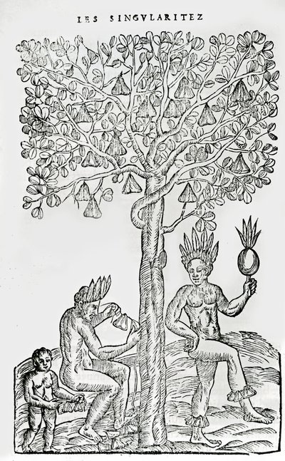 ナナフルーツ、薬用植物、アンドレアドテーヴェ作「Singularities of France Antarctique」のイラスト（1558年） 作： French School