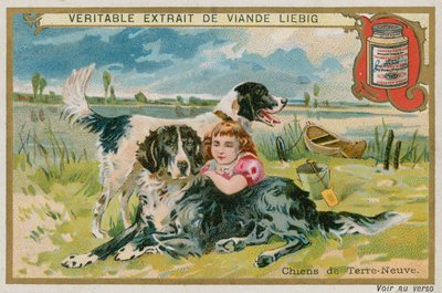 ニューファンドランド犬 作： French School
