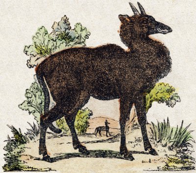 ニルガウ（Nyl ghau、インドの動物）。Alphabet des animaux sauvages "に掲載されている版画。9th Serie.エピナルのイメージ図、ペラン、印刷出版社、1870年頃。木にステンシルで描かれた版画。16ページ。16ページ。厚さ20×15cm。個人蔵 作： French School