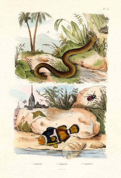 オレンジカクレクマノミ、1833-39 作： French School