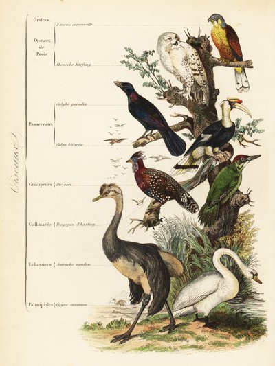 鳥類目：ハシビロコウ（Falco tinnunculus）、シロハラミミズク（Bubo scandiacus）、オオミズナギドリ（Lamprotornis chalybaeus）、オオサイチョウ（Buceros bicornis）、ヨーロッパアオゲラ（Picus viridis）、ニシイロトラコパン（Tragopan melanocephalus）。 作： French School