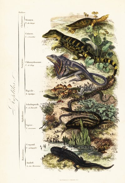 爬虫類の目：傷つきやすいインドのサシガメ、Nilssonia gangetica、メガネカイマン、Caiman crocodilus、エリマキトカゲ、Chlamydosaurus kingii、コモンスケーリーフット、Pygopus lepidopudus、ヨーロッパガラストカゲ、Pseudopus apodus、コモンバイパー。 作： French School